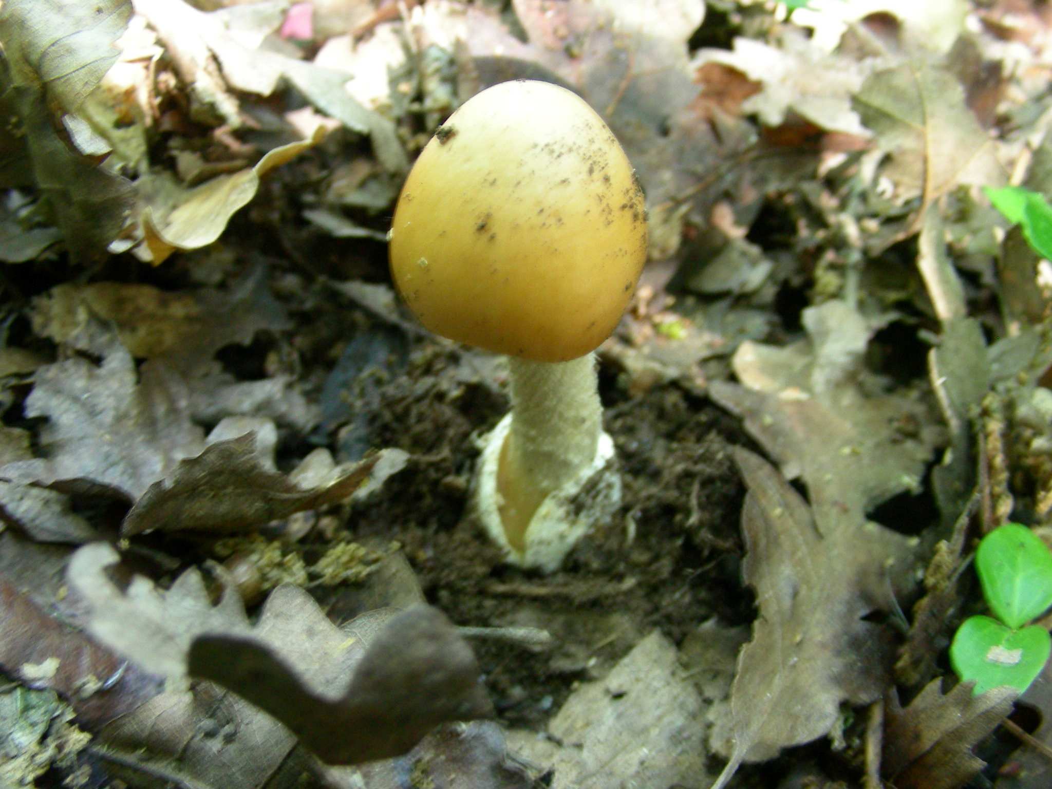 1380 Giugno vecchio ritrovamento